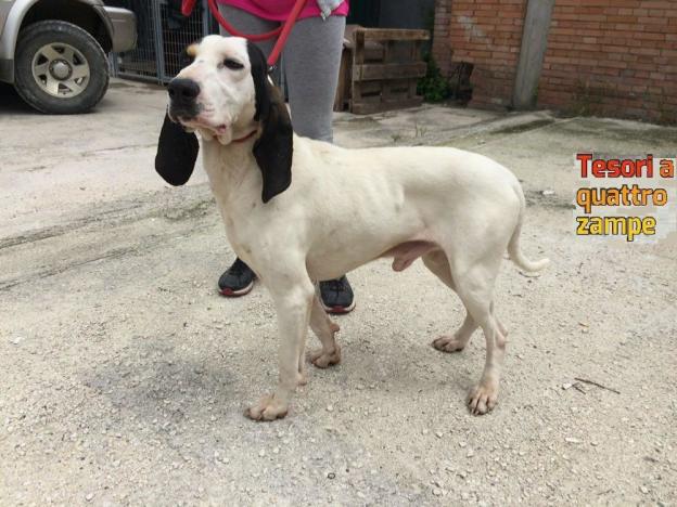 cane_segugio_pongo_sanitario_adf