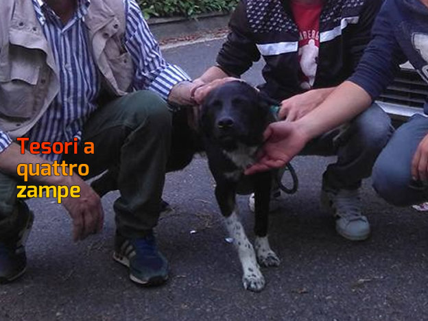 cane_set-adottato_adf