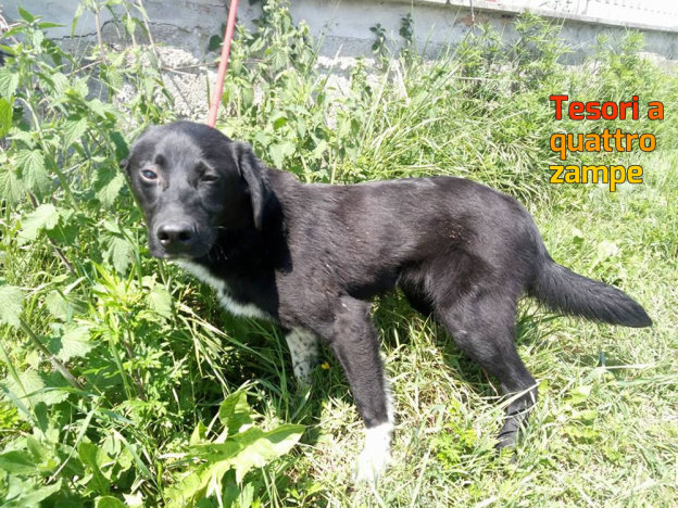 cane_set_sanitario_adf