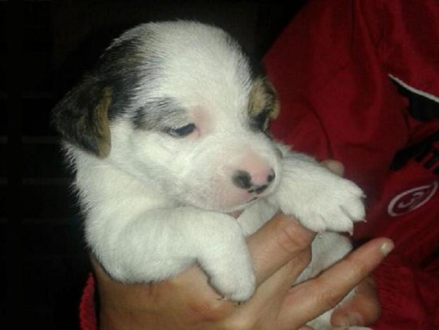 cane_simil_jack_russel_sabina-p&f