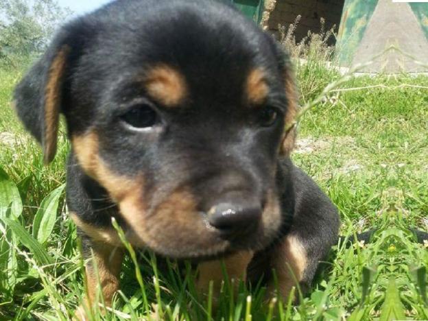 cane_smarrito_stallo_stallo_p&f