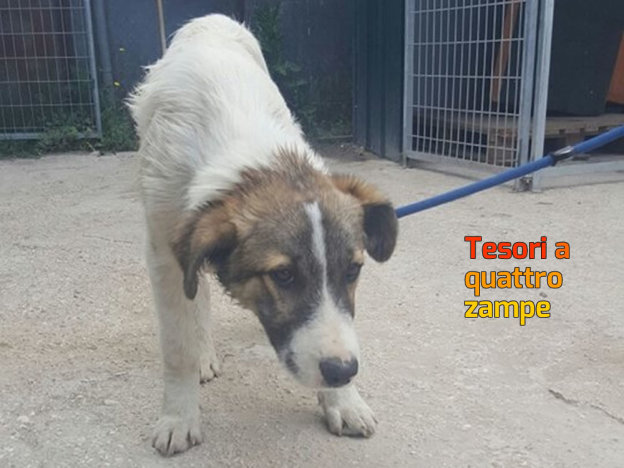cane_soratte_sanitario_rieti_adf