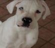 cane_thor_lara_passeri_