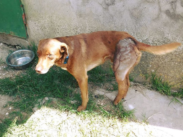 cane_vasco_operato_p&f