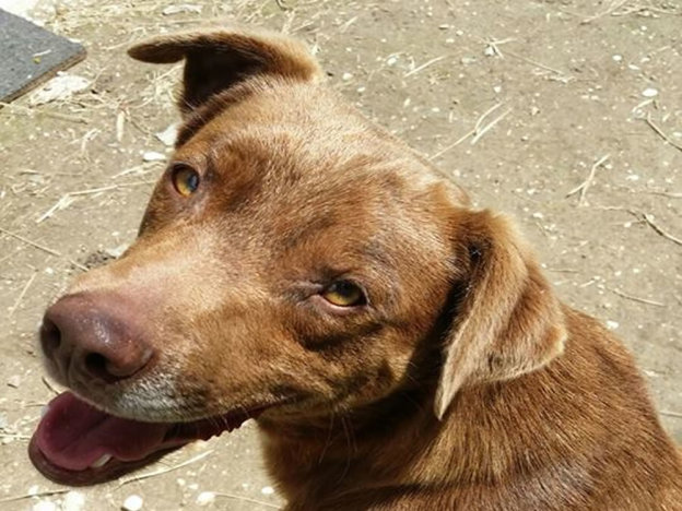 cane_vasco_poggio_mirteto_p&f