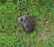 cane_via_madonna_del_cuore_nikole_fasciolo_