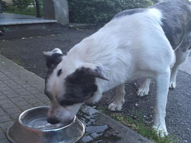 cane_via_strampelli_rieti