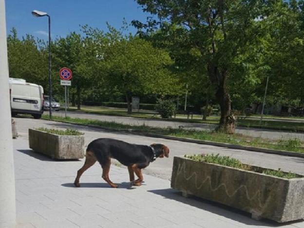 cane_viale_de_julii_raffaella_traversari