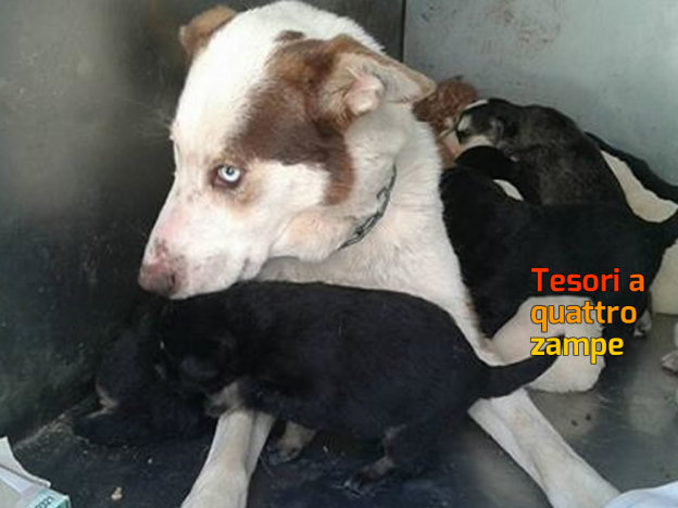 cane_ziggy_2_sanitario_adf