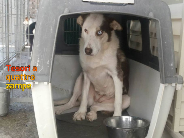 cane_ziggy_sanitario4_adf