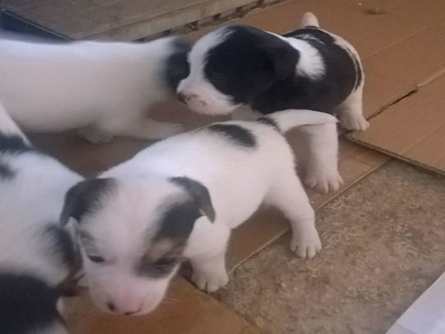 canecucciolisimiljackrusselp&f