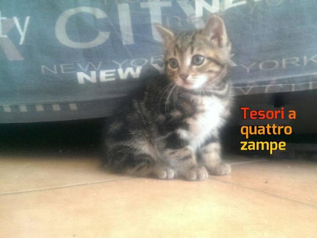 gatto_attila_chiara_oddi_chiara_mazzagrilli