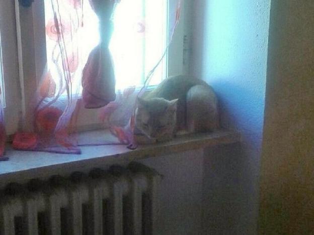 gatto_bugs_2_adottato