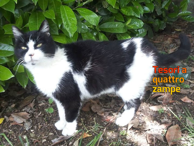 gatto_gatta_aldo_cristina_pattinaggio