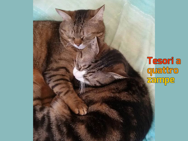 gatto_gatti_manola_mascheroni