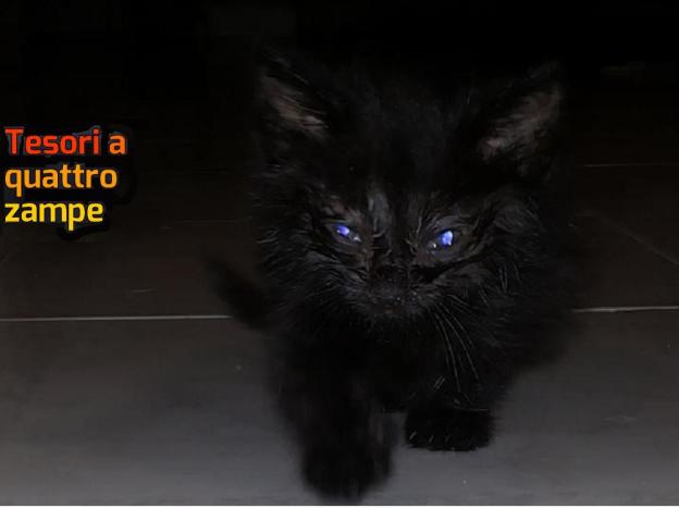 gatto_gattina_mantello_nero_cristina_pattinaggio