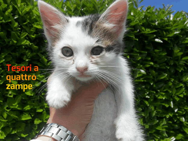 gatto_gattina_rieti_in_linee