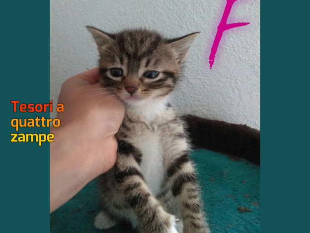 gatto_gattina_rieti_mari_skyline