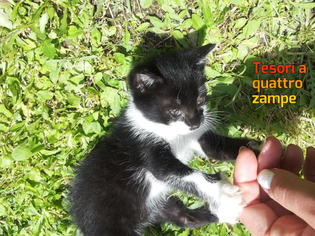 gatto_gattino_rieti_in_linee