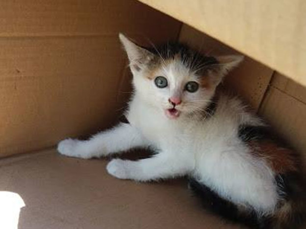 gatto_gattino_sabina_p&f