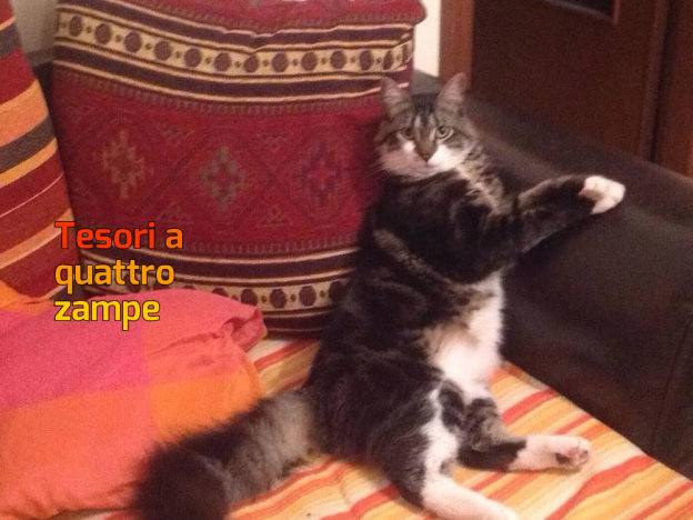 gatto_pelu_daniela_scopigno_rieti