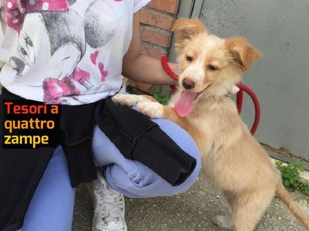 cane_adf_sanitario_pallina
