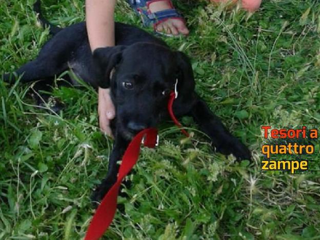 cane_adottato_luke_sanitario_adf