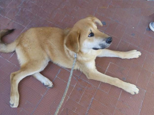 cane_anu_adf