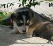 cane_baloo_mattia_bonora_2