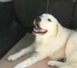 cane_belca_giovanna_tittonel_
