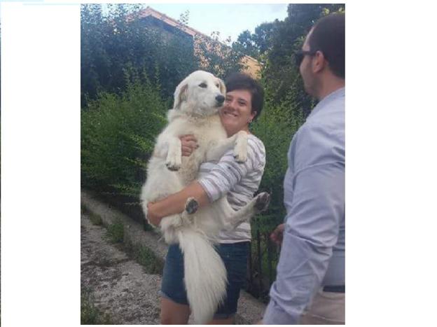 cane_bella_ritrovata_adf