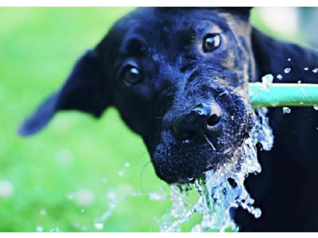 cane_beve_acqua
