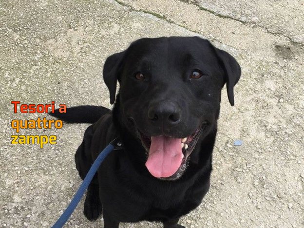 cane_black_sanitario_adf