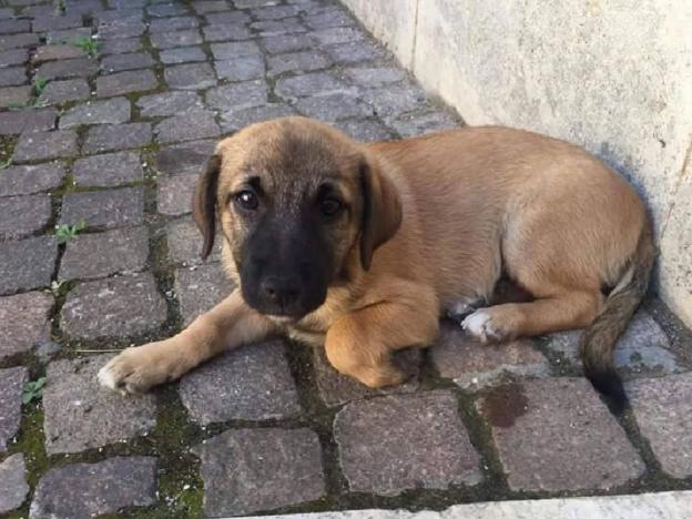 cane_cagnolina_adf_stallo