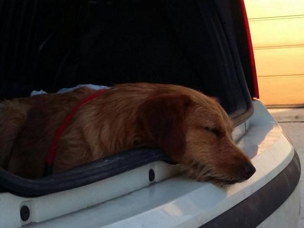 cane_cagnolina_anna_linda_sabina_recuperata