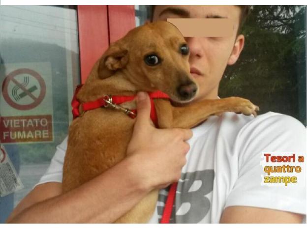 cane_cagnolina_santa_rufina_rintracciata_famiglia
