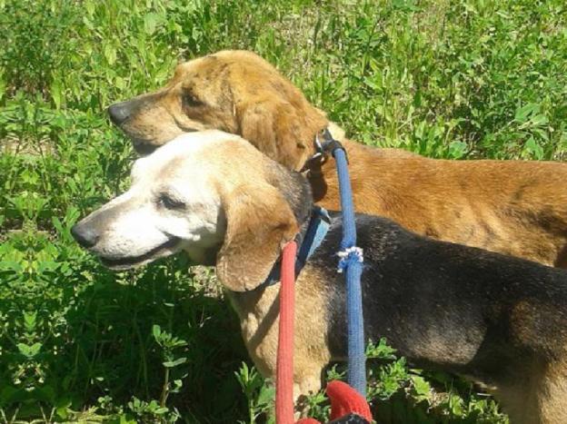 cane_cagnoline_segugette_sanitario_adf