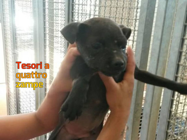 cane_cagnolino_adf_sanitario_cucciolissimo