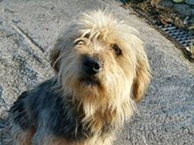 cane_cagnolino_torri_in_sabina_p&f