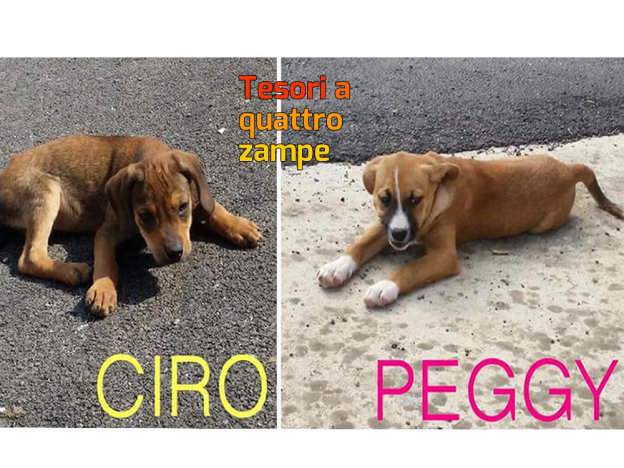 cane_cani_dciro_e_peggy_paola_pepe