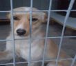 cane_casette_rieti_sanitario_adf02