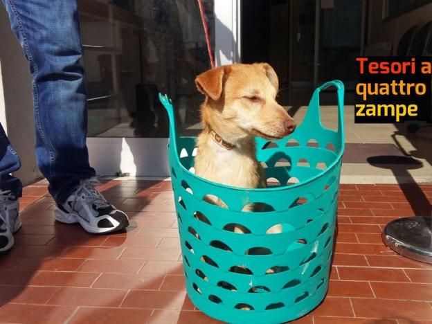 cane_cimitero_rieti_raffy