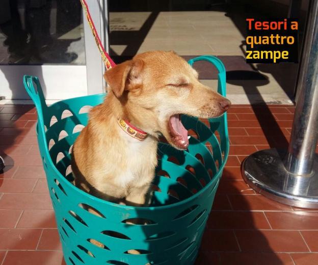 cane_cimitero_rieti_raffy_2