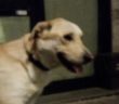 cane_cittaducale_cilotto_ottolic_