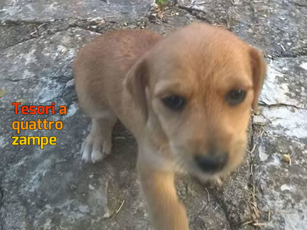 cane_contigliano_adf