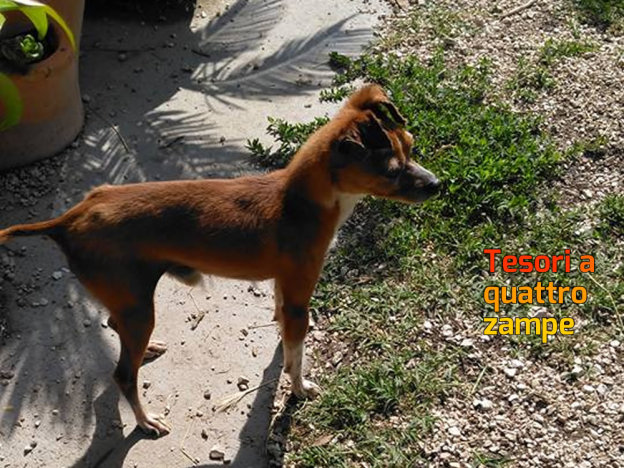 cane_contigliano_aneta_bonczak
