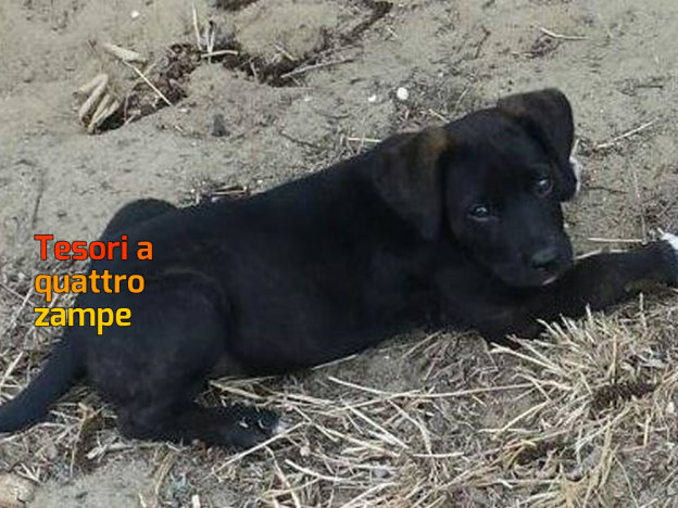 cane_cucciola_anna_cannone_lentini_raffy