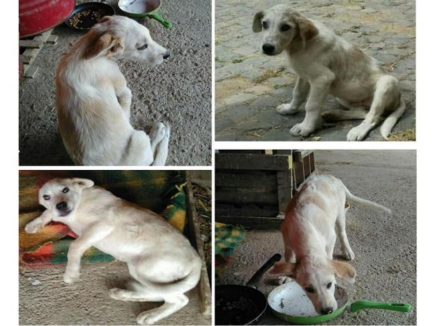 cane_cucciola_forano_p&f