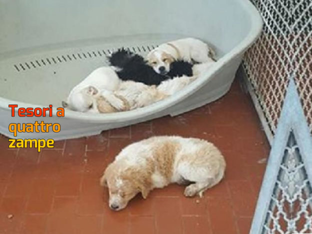 cane_cuccioli_petrella_salto_sanitario_adf-624×466