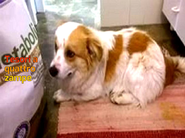 cane_cucciolo_2